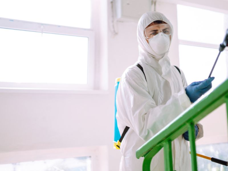 Nido di vespe: a chi spetta la spesa di disinfestazione