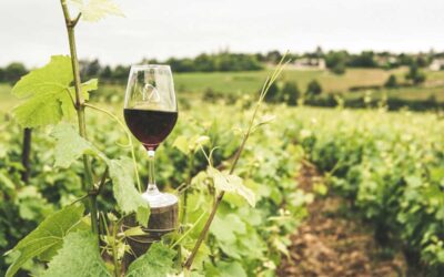 Acquisto di vino online: crescono i clienti italiani